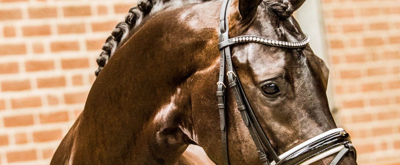 Four-Legends-hoofd-e1499947800997