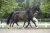 11-FourlegendsPaintedblack-5