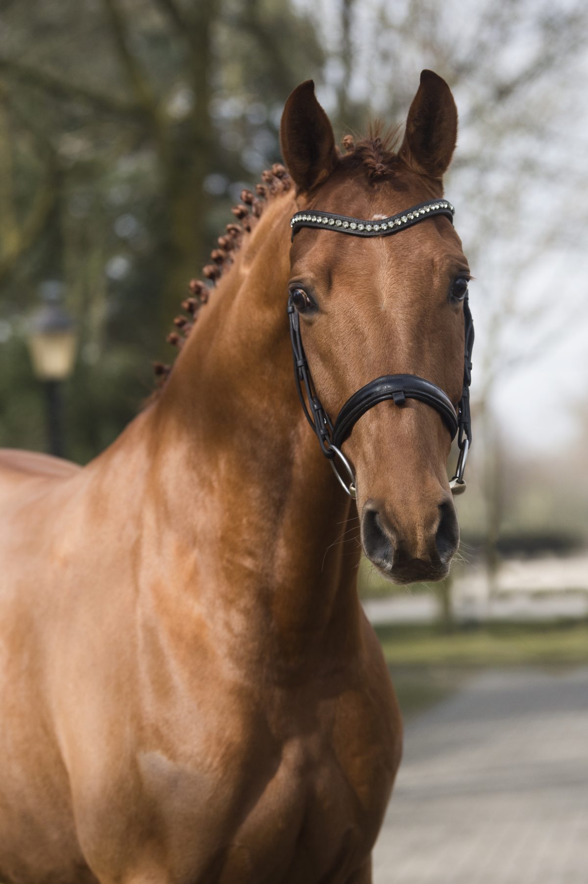 Fiskus-Furstselection-1