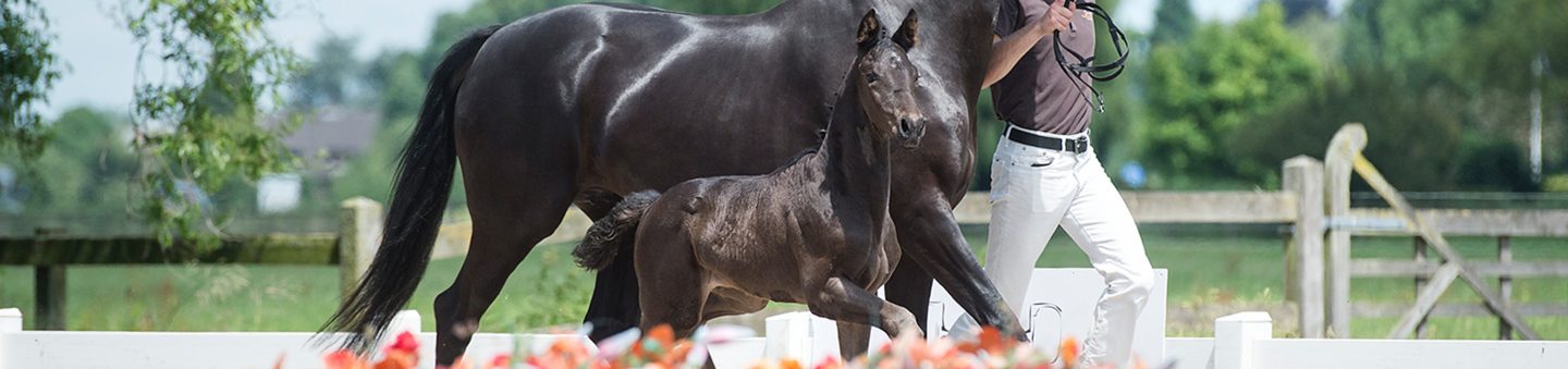 EDS-Prinsenstad veulenveiling