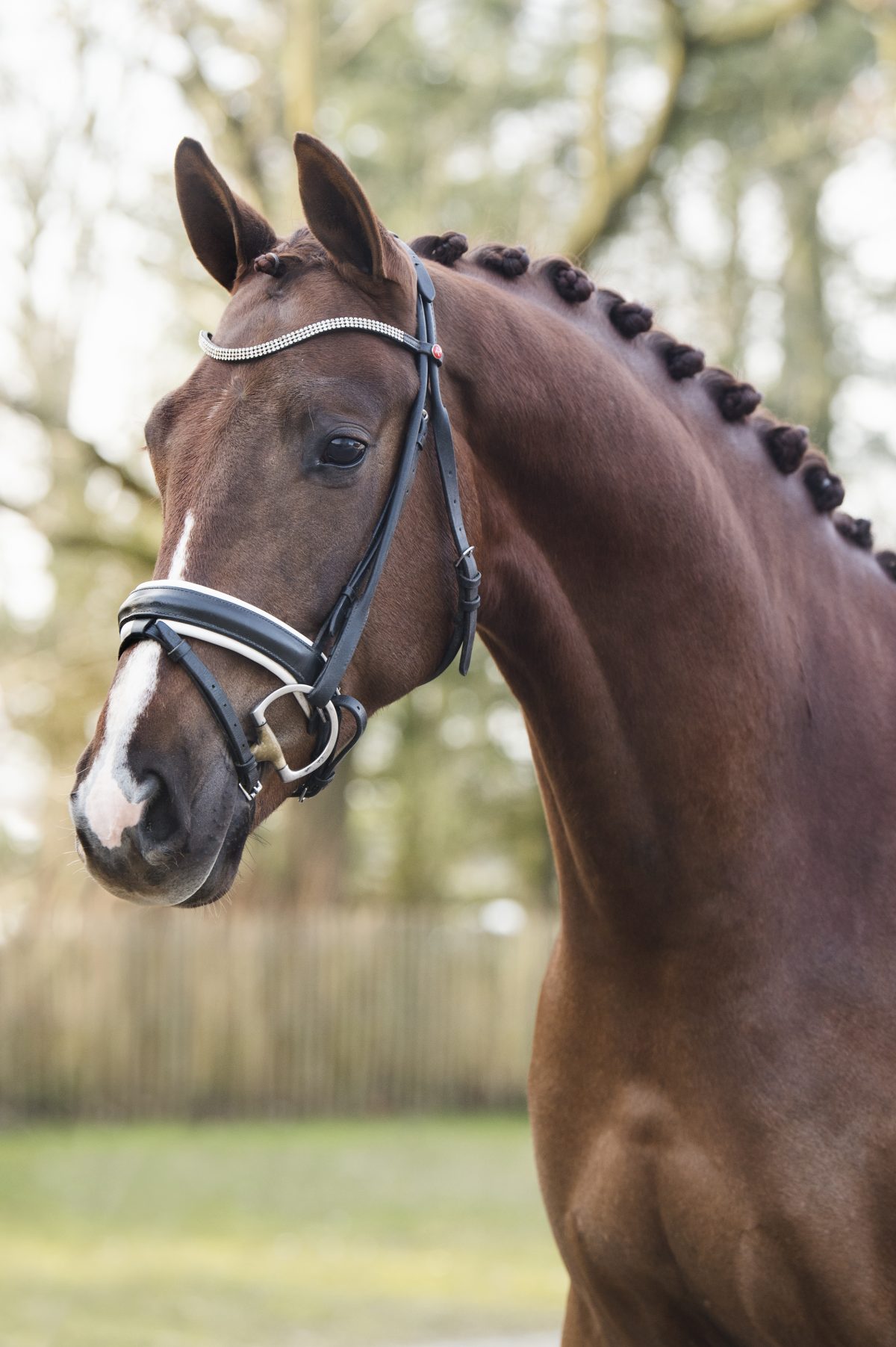 JStar-VivaldiGribaldi-1