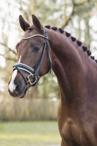 JStar-VivaldiGribaldi-1