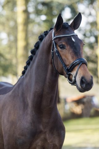 JambalayaaUtopia-UphillDarlington-1