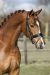 Jubilant-Desperado-1