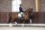 Jubilant-Desperado-3