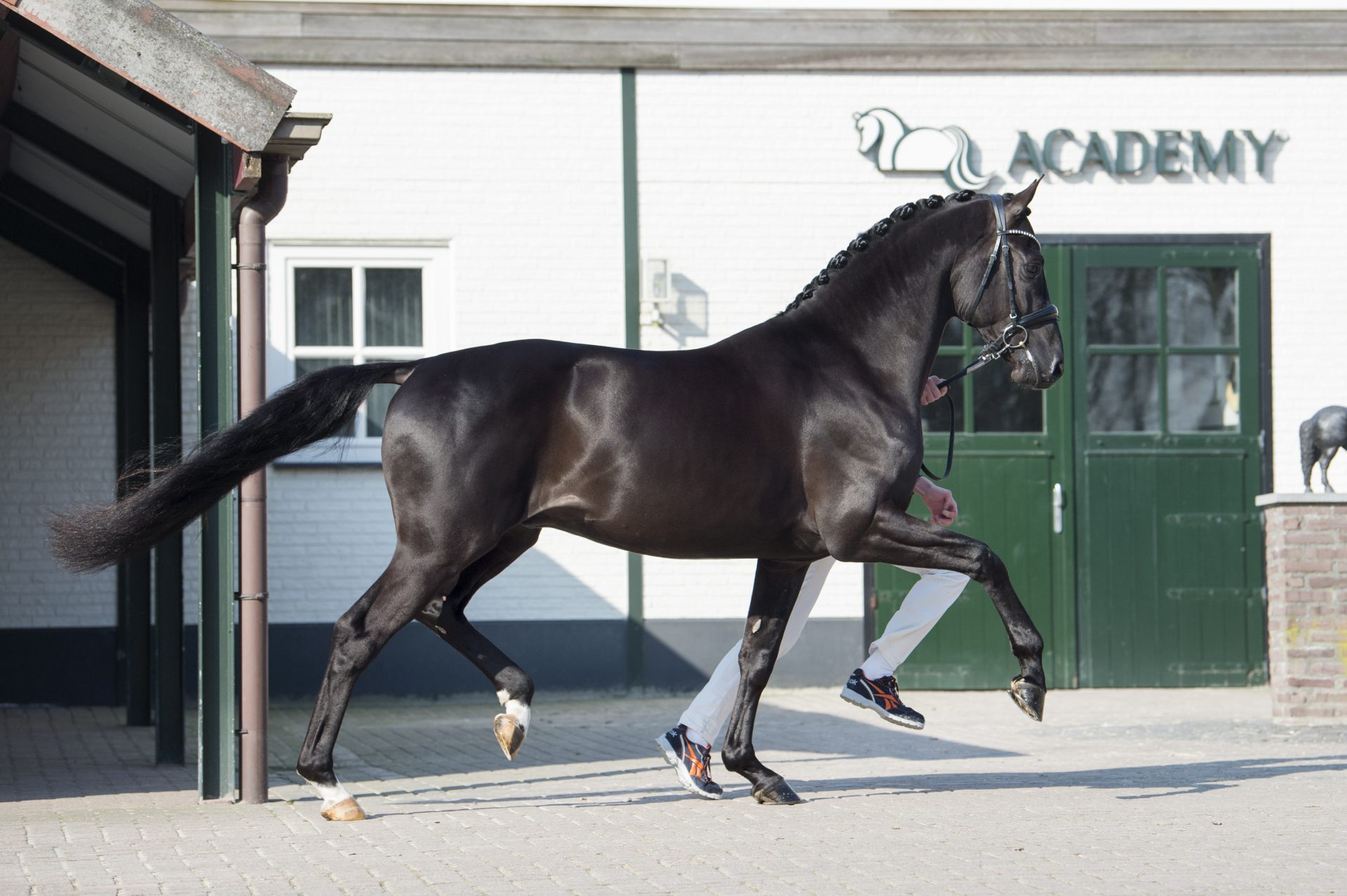 Голландская теплокровная лошадь фото