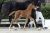 Nobility_DailydiamondFurstheinrich 4