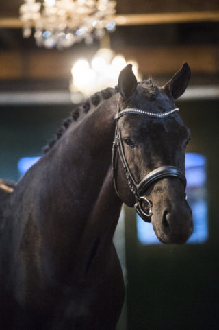 24. DreamboyXContango-1