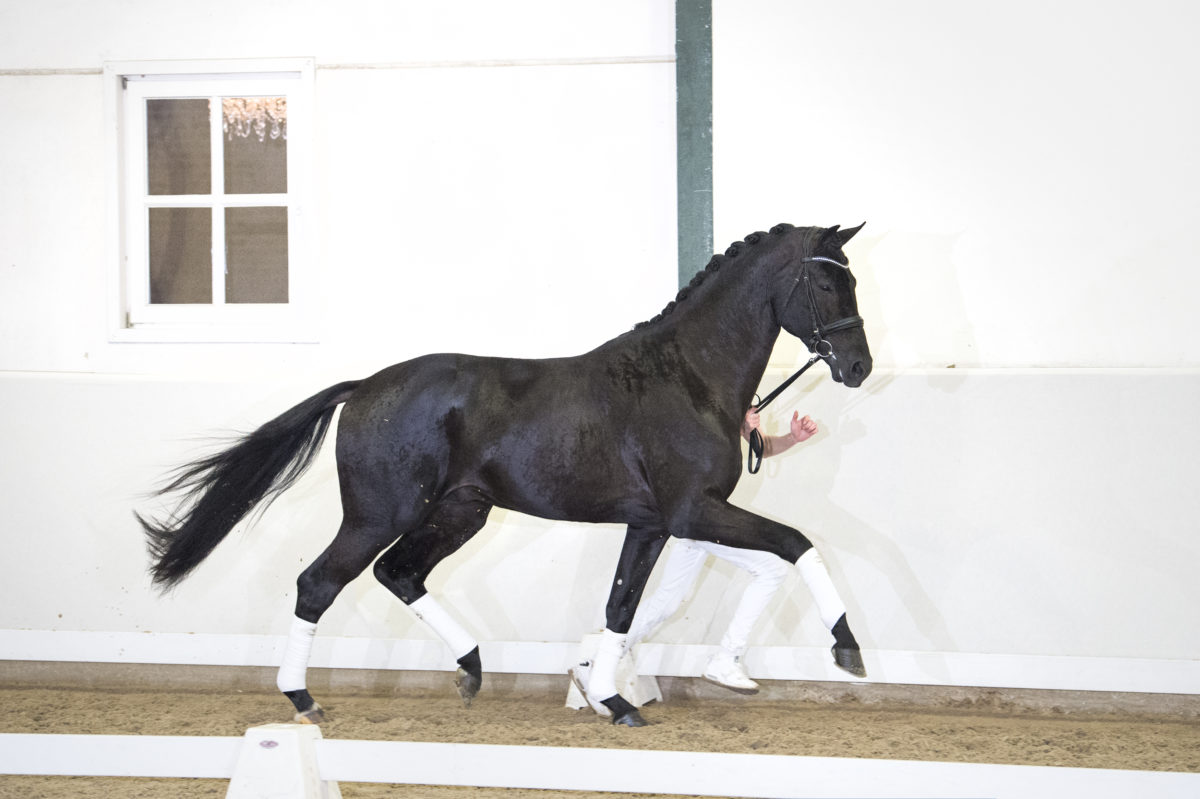 24. DreamboyXContango-2