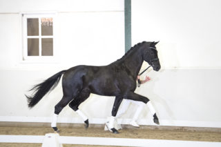 24. DreamboyXContango-2