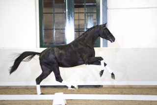 24. DreamboyXContango-3