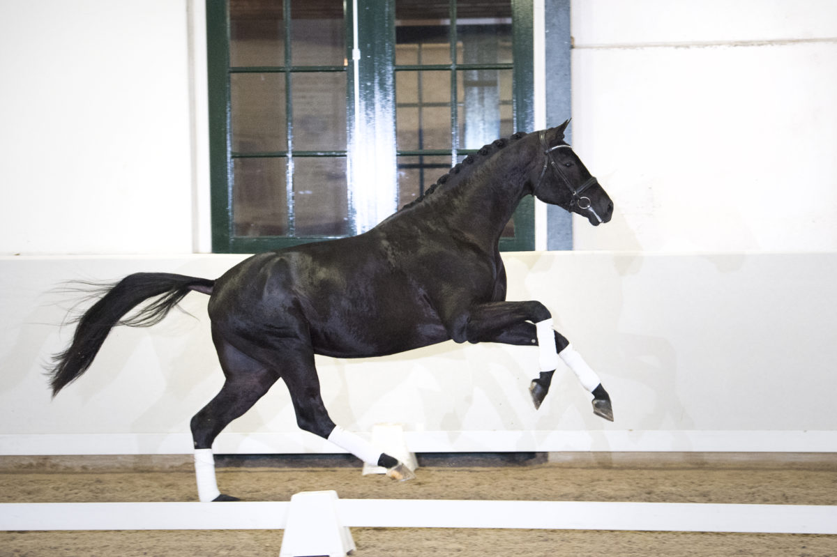 24. DreamboyXContango-3