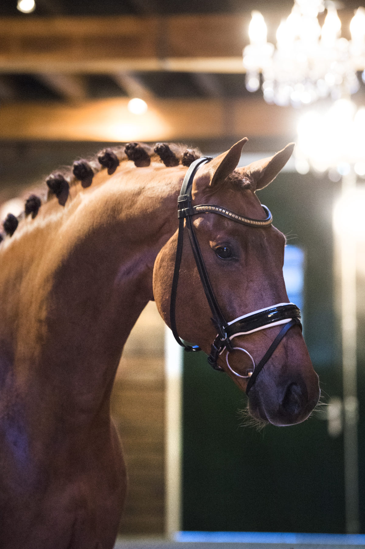 44. Honoree JazzXKrack C-1