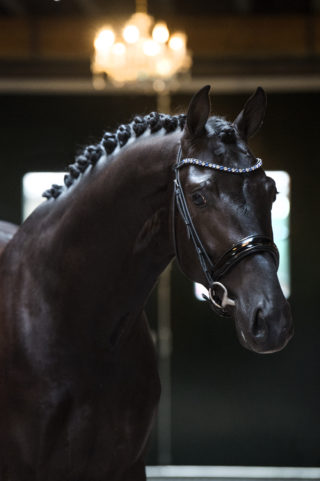 5. FerdeauxXApache-1