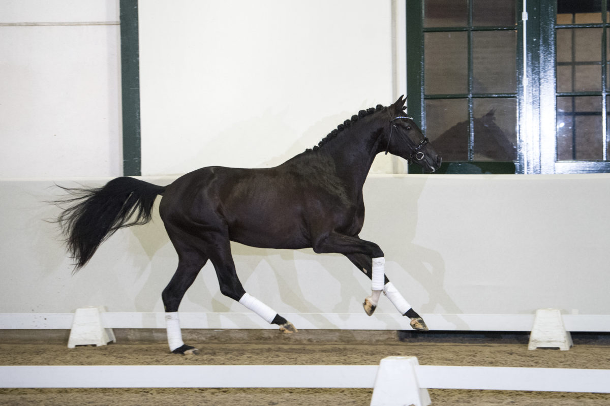 5. FerdeauxXApache-3