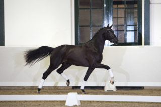 5. FerdeauxXApache-4