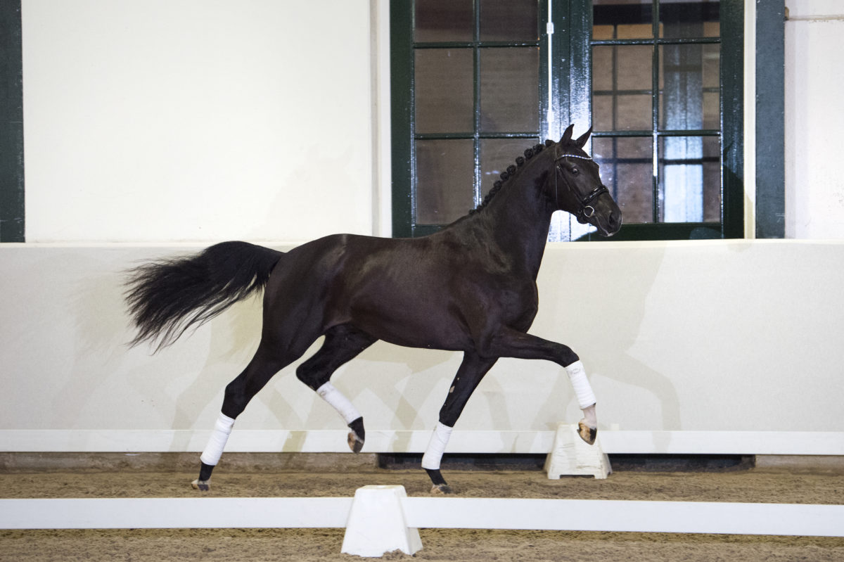 5. FerdeauxXApache-4