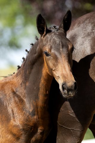 Allegro SZ_(Alee Springpower X Heartbreaker)01 small