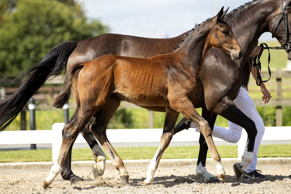 Allegro SZ_(Alee Springpower X Heartbreaker)02 small