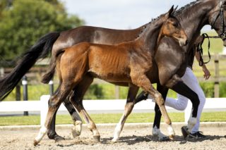 Allegro SZ_(Alee Springpower X Heartbreaker)02 small