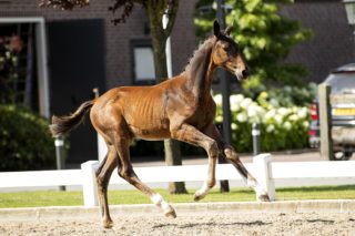Allegro SZ_(Alee Springpower X Heartbreaker)03 small