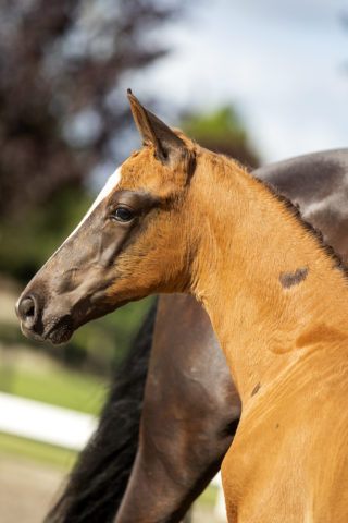 Amagic VDA( Ferguson X Jazz )01