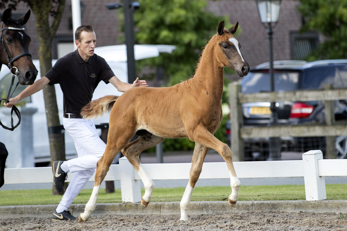 Amagic VDA( Ferguson X Jazz )02