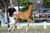 Amagic VDA( Ferguson X Jazz )02