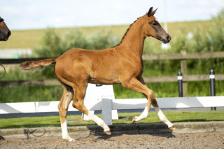 Amagic VDA( Ferguson X Jazz )03