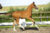 Amagic VDA( Ferguson X Jazz )03