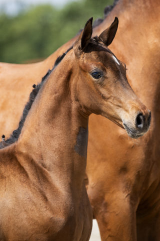 Bentley G_(Benicio X Johnson )01