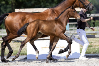 Bentley G_(Benicio X Johnson )02