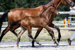 Bentley G_(Benicio X Johnson )03