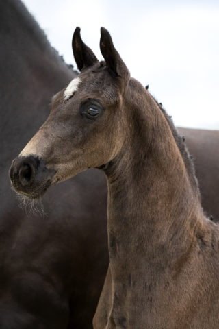 For Romane (For Romance I X Christ )01