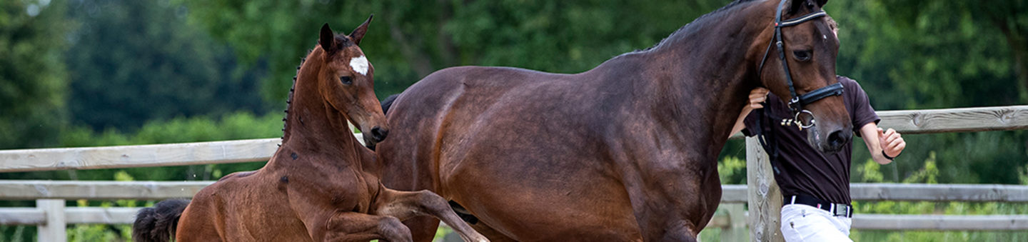 Sfeerfoto’s veulen foto- en videodagen 2019