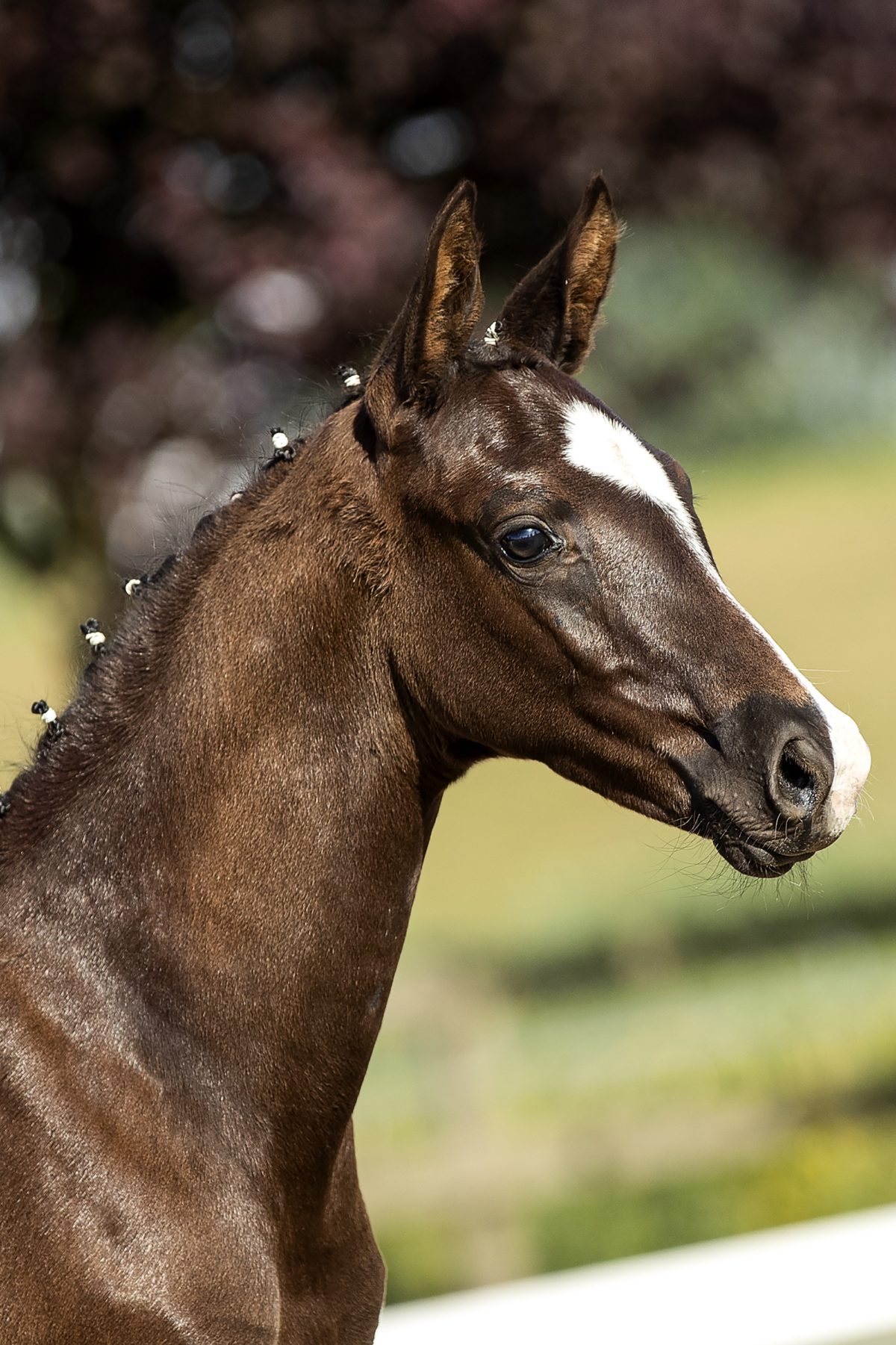 Hermelinda HTC_(Gunner X Diego)01 small