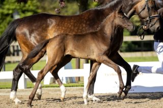 Hermelinda HTC_(Gunner X Diego)02 small