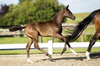 Hermelinda HTC_(Gunner X Diego)03 small