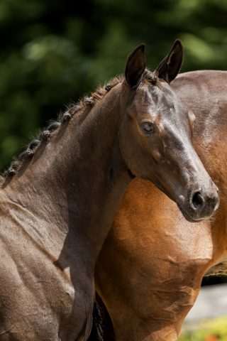 NN_(Dreamboy X Jazz)01 small