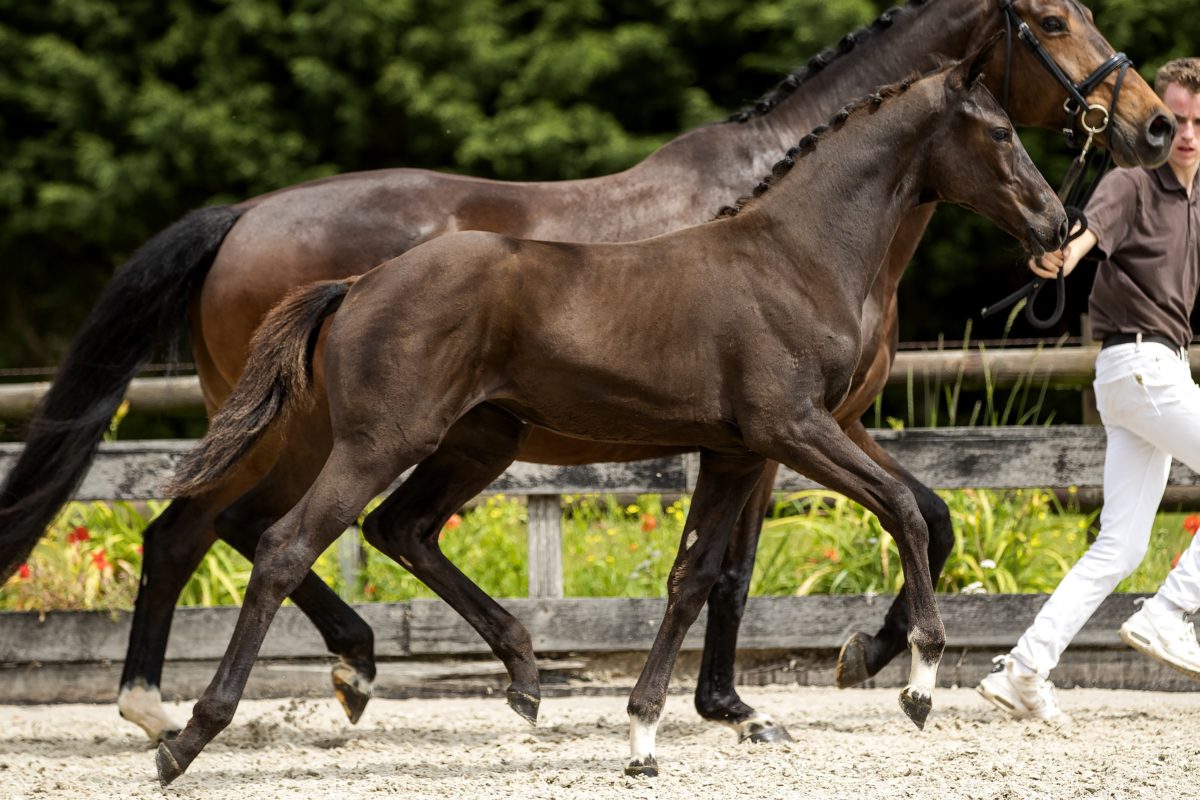 NN_(Dreamboy X Jazz)02 small