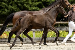 NN_(Dreamboy X Jazz)02 small