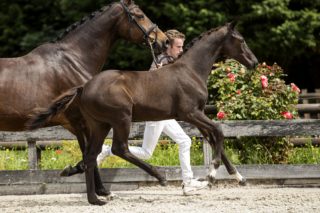 NN_(Dreamboy X Jazz)03 small