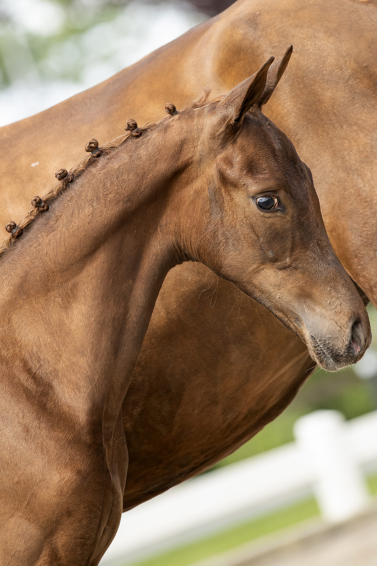 Olympus(For Ferrero X Charmeur)01