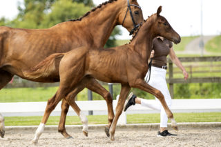 Olympus(For Ferrero X Charmeur)02