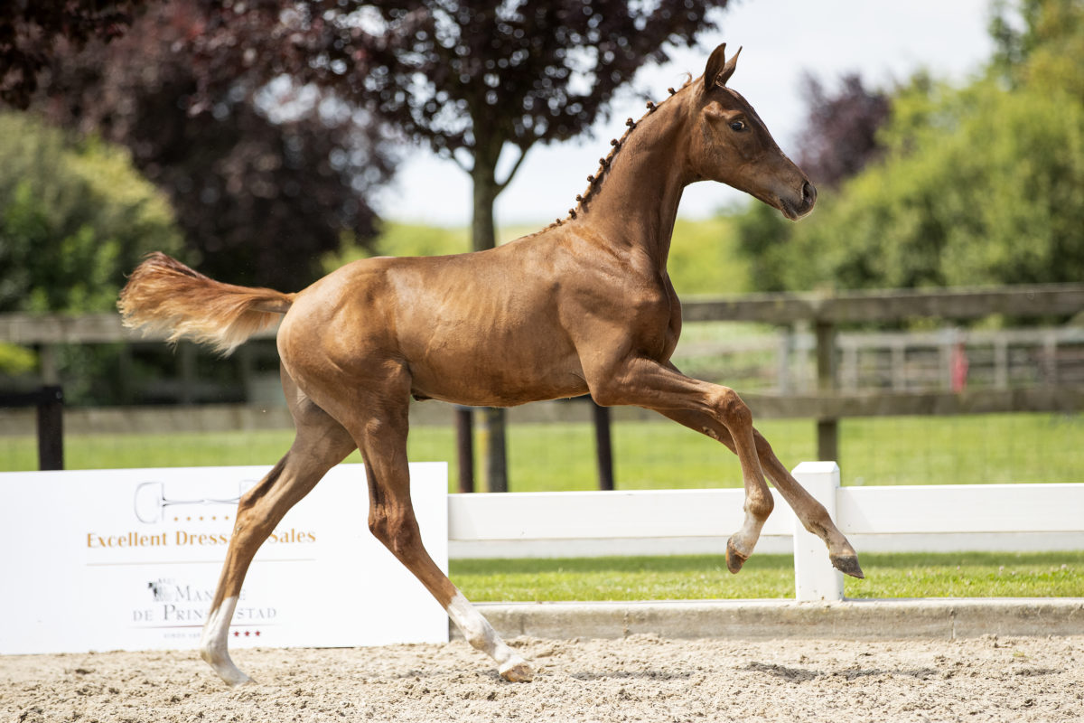 Olympus(For Ferrero X Charmeur)03