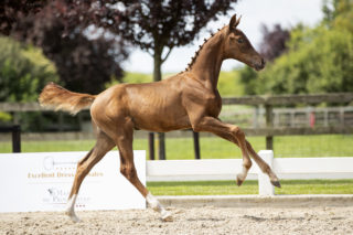 Olympus(For Ferrero X Charmeur)03