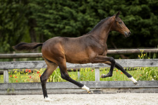 Osaka_(westpoint X _)03