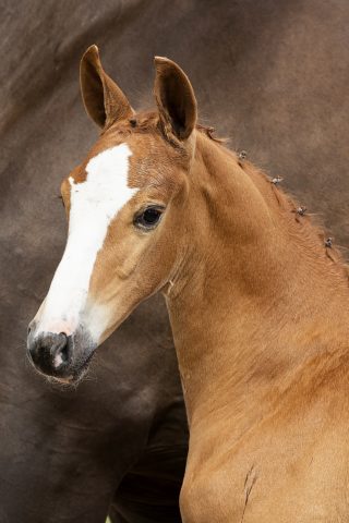 O Balou_(Balou Du Rouet X ChinChin)01 small