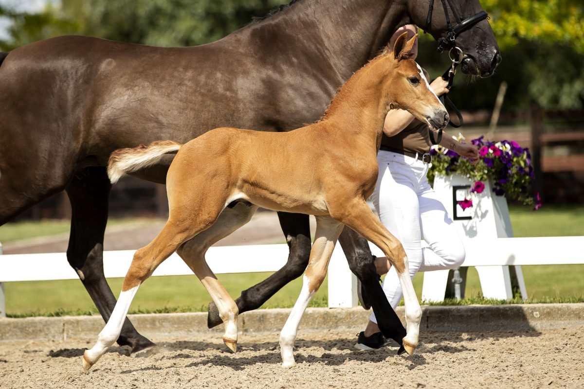 O Balou_(Balou Du Rouet X ChinChin)02 small