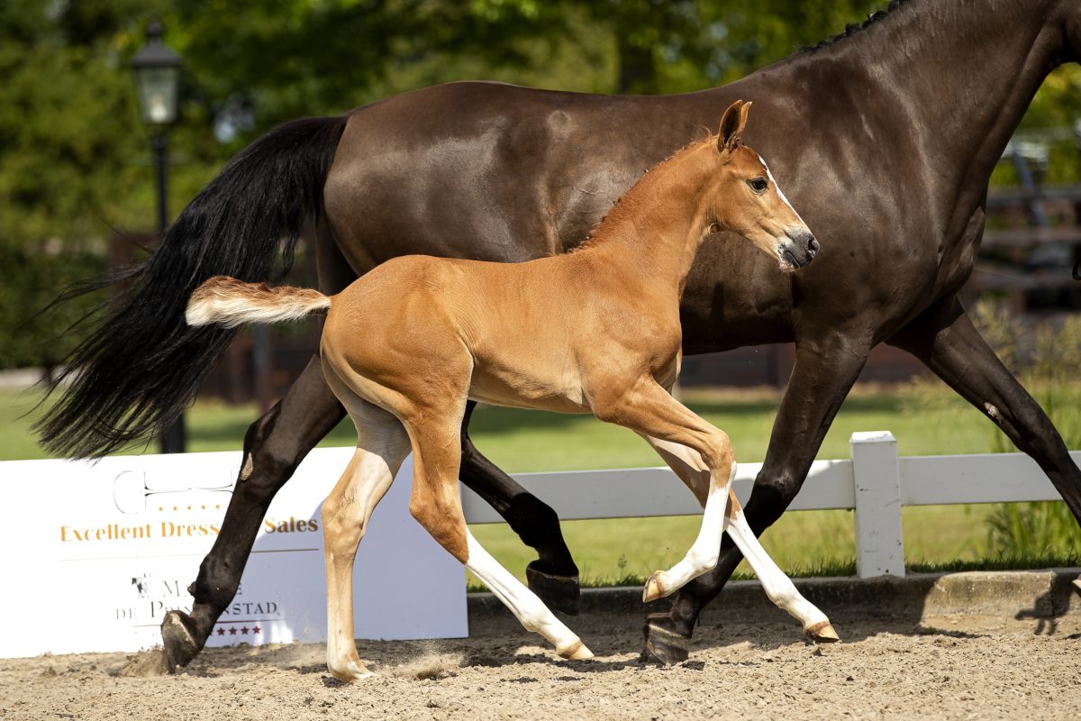 O Balou_(Balou Du Rouet X ChinChin)03 small